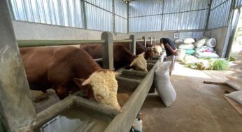 Pemerintah Tambah Impor Sapi untuk Jaga Stok Nasional