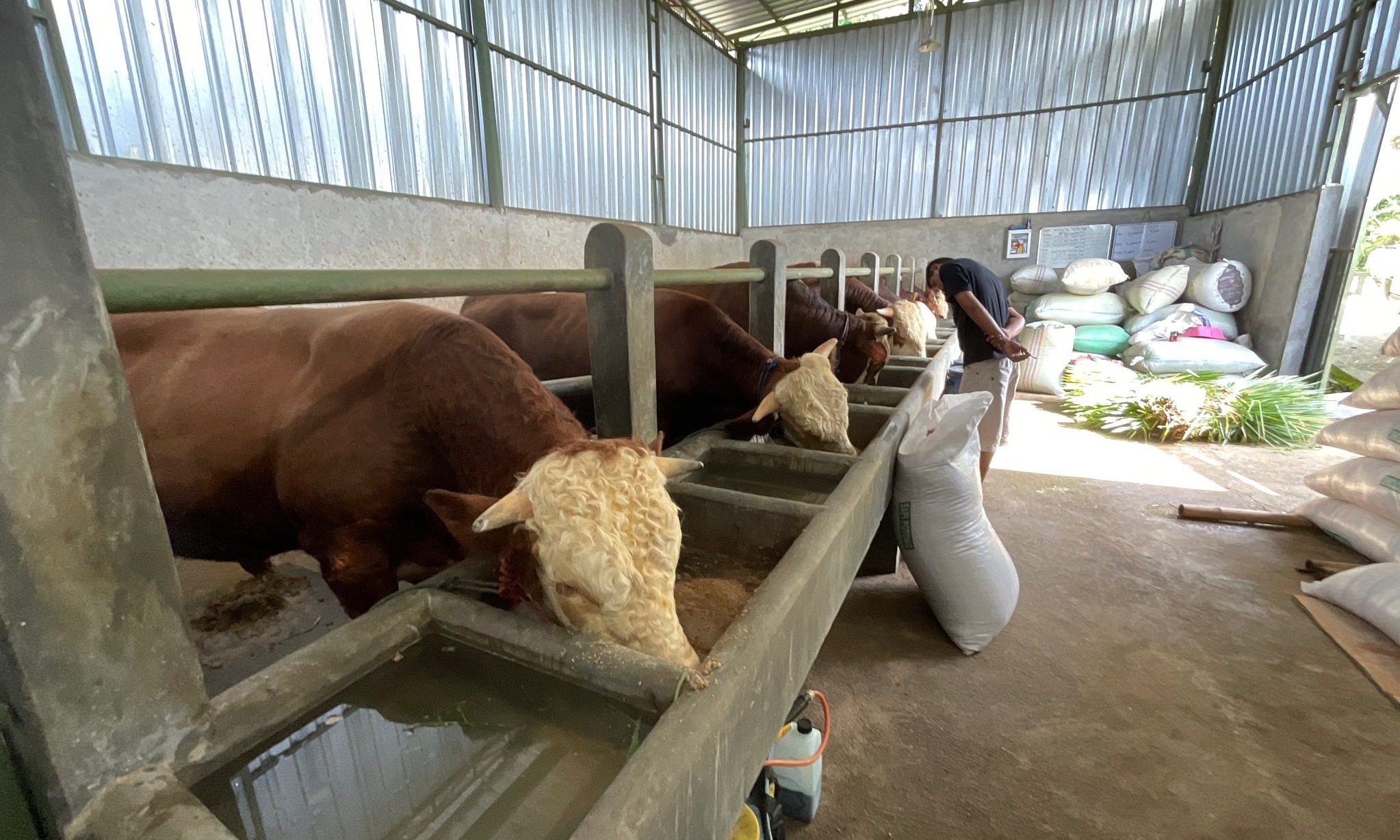 Pemerintah Tambah Impor Sapi untuk Jaga Stok Nasional